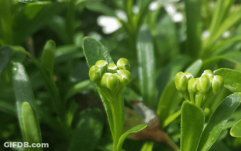 Sweet Alyssum Plant GIF