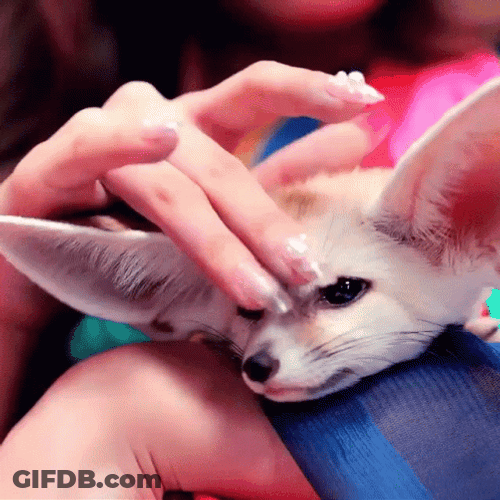 Sweet Baby Fennec Fox Getting Pets GIF
