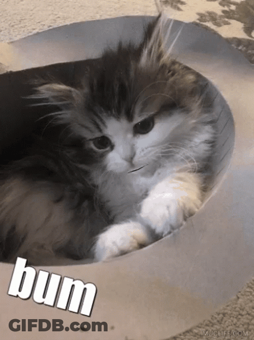 Sweet Caroline Cat Bum GIF