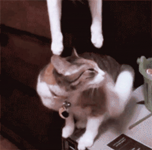 Sweet Cat Kiss GIF