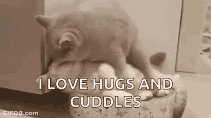 Sweet Cats Love Hugs And Cuddling GIF