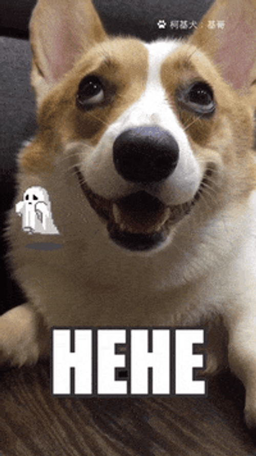 Sweet Corgi Dog Hehehe GIF