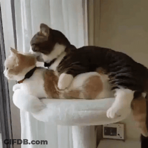 Sweet Cute Cats GIF
