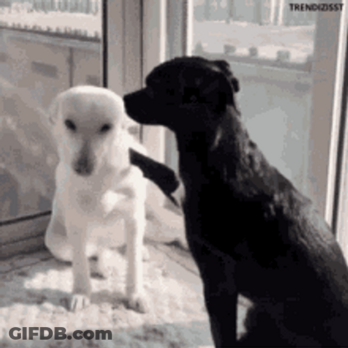 Sweet Dog Hug GIF