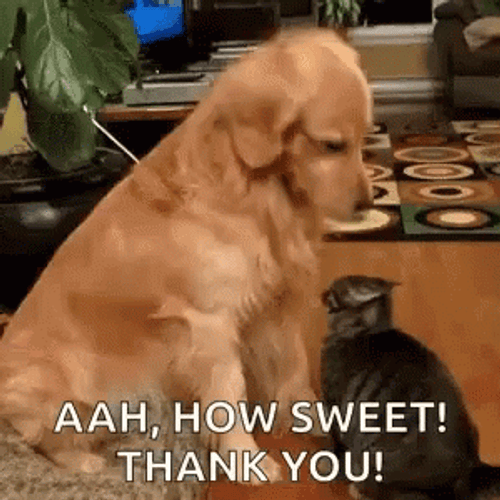 Sweet Dog Patting Cat Thank You GIF