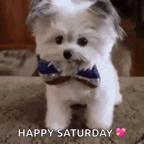 Sweet Dogs GIF