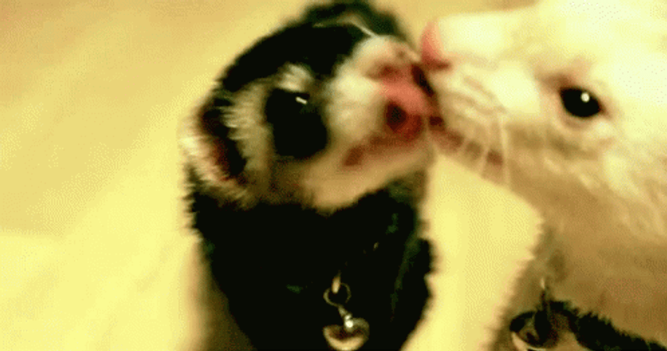Sweet Ferrets Kissing GIF