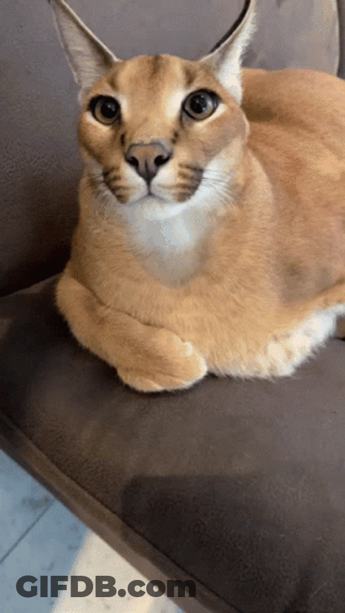 Sweet Floppa Affection Licking Hand GIF