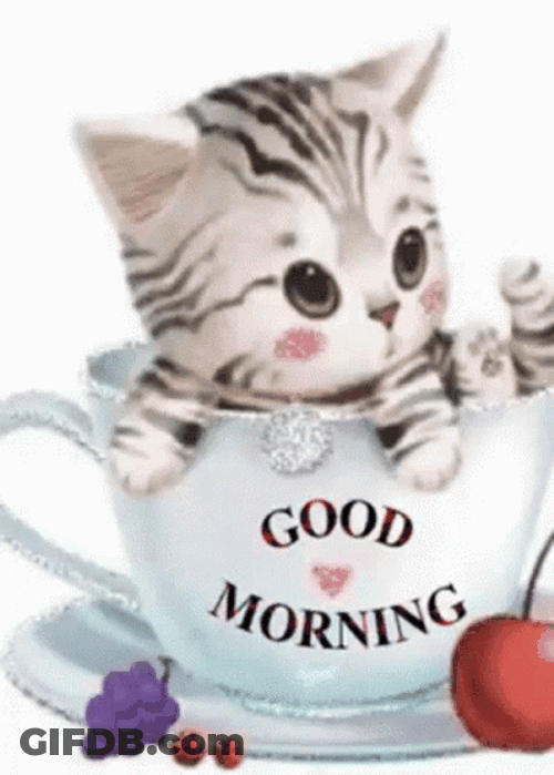 Sweet Good Morning Kitten GIF
