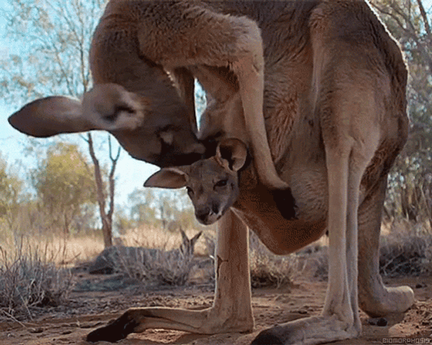 Sweet Kangaroo Mom GIF