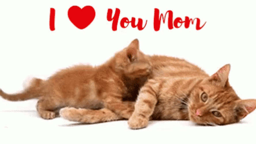 Sweet Kitten Hug Love You Mom Sticker GIF