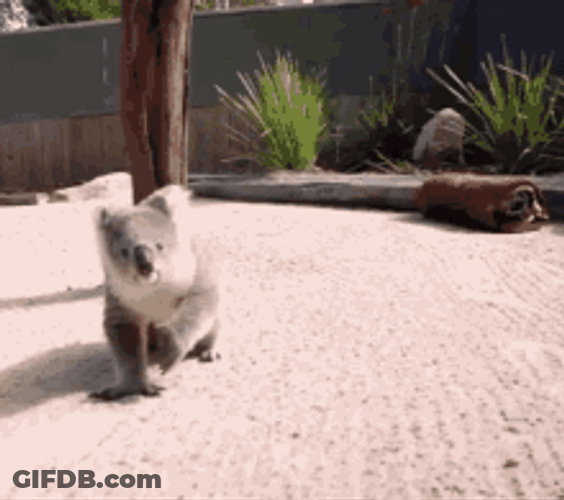 Sweet Koala Clinging GIF
