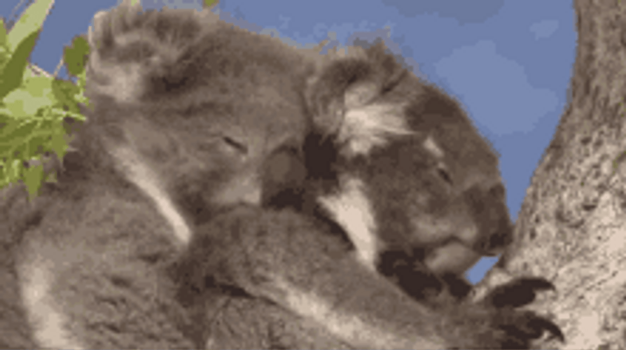 Sweet Koala Couple GIF