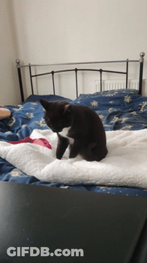 Sweet Little Cat Making Biscuits GIF