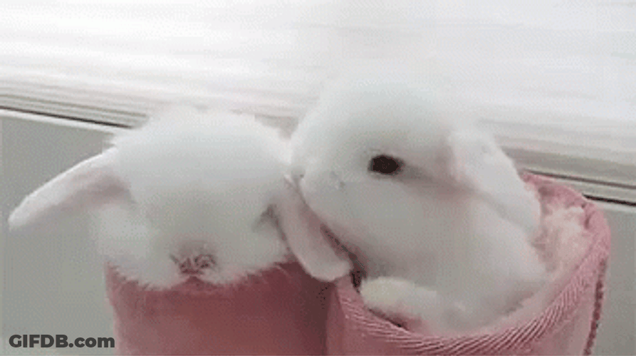 Sweet Love Cute Bunnies Kiss GIF