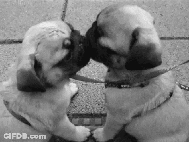 Sweet Love Dogs Lick Kiss GIF