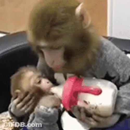 Sweet Mama Cuddling Baby Monkey GIF