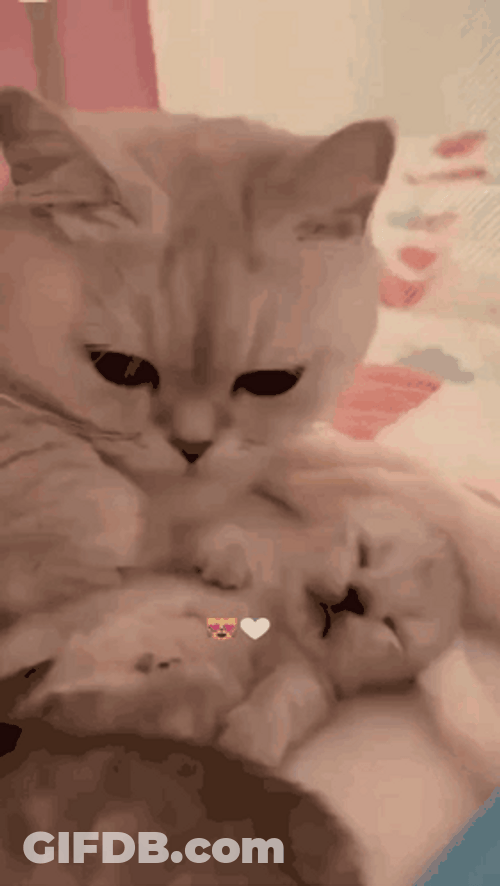 Sweet Mommy And Baby Cat GIF