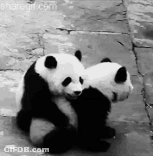 Sweet Panda Giving Comfort Hug GIF