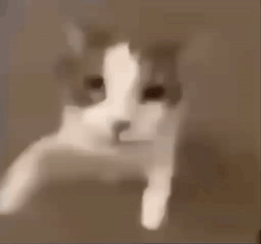 Sweet Personality El Gato Meme GIF