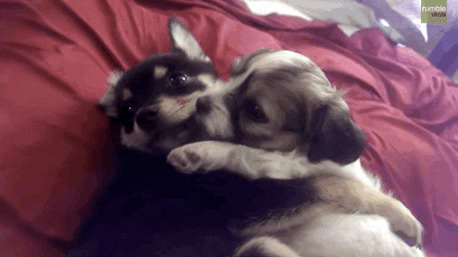 Sweet Puppies Dogs Hugging Licking GIF