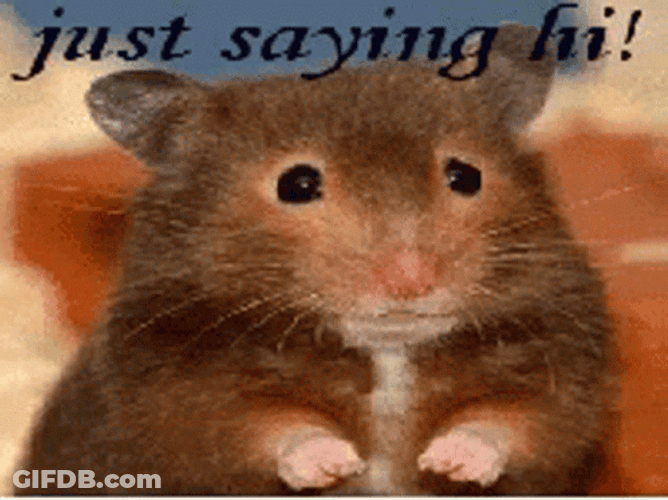 Sweet Rat Just Saying Hi GIF