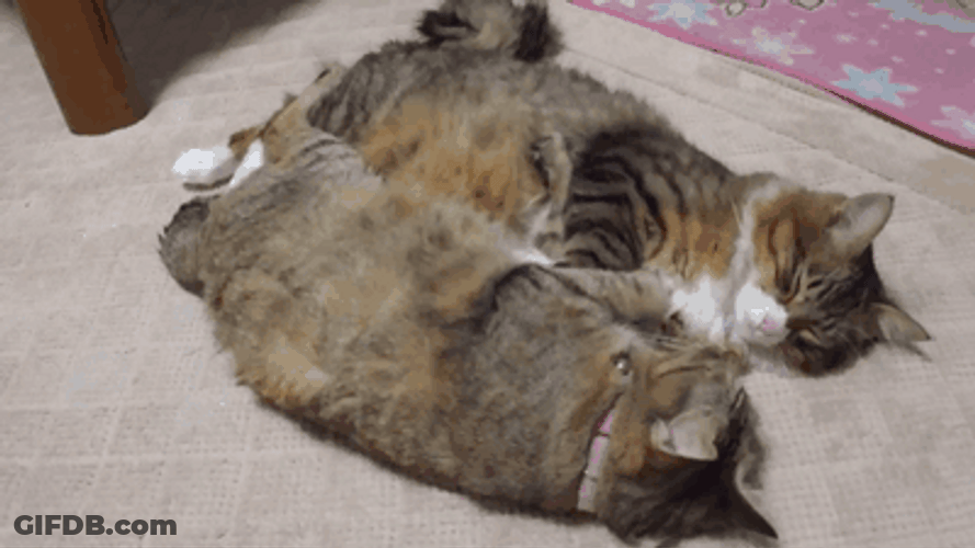 Sweet Relationship Cats Couple Sychronize GIF