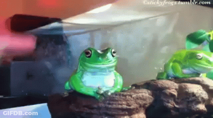 Sweet Touchy Green Cute Frog GIF