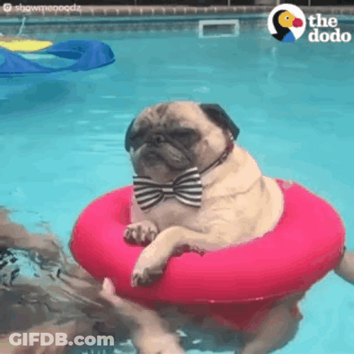 Swim Pug Dog Breed GIF