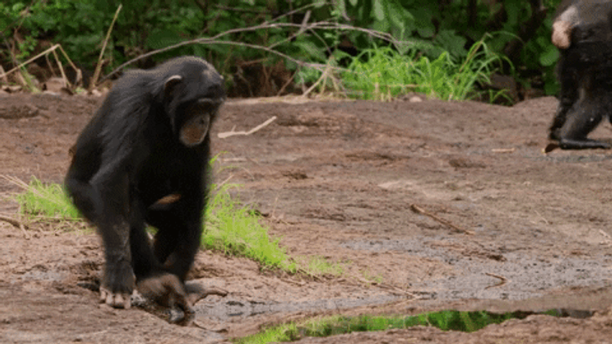 Swimming Bathing Monkey Animal GIF