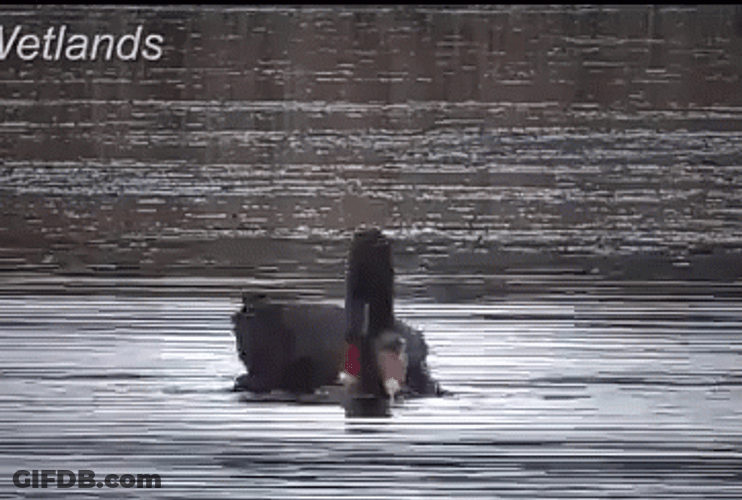 Swimming Black Swan GIF