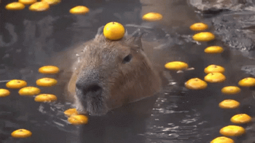 Swimming Capybara Meme GIF