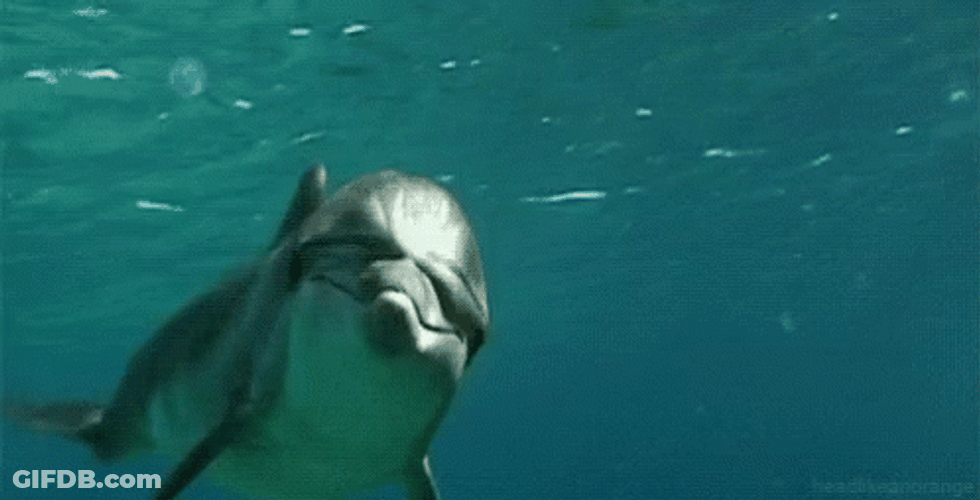 Swimming Dolphin GIF