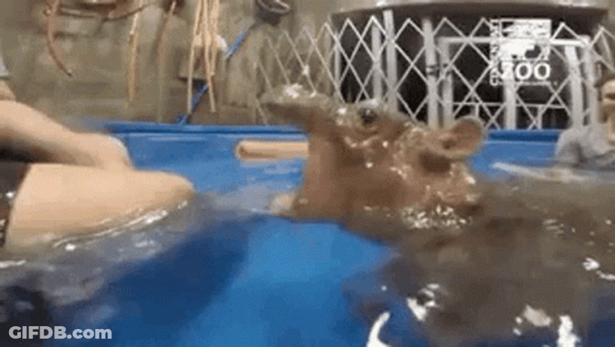 Swimming Hippo Brutal Chomp GIF