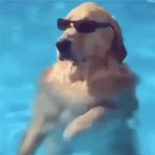 Swimming Pool Ptsd Dog GIF