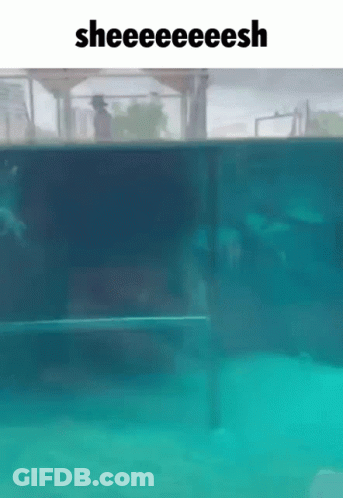 Swimming Pool Saying Sheeeeeesh GIF