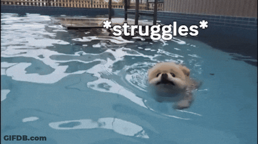 Swimming Puppy Struggle Bus GIF