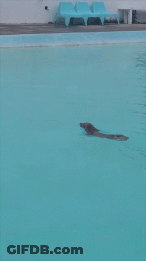 Swimming Safety Dogpool GIF