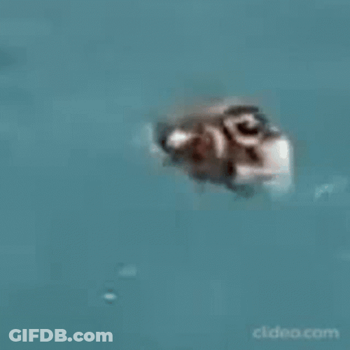 Swimming Two Duck Spinning GIF