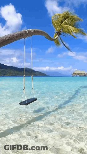Swing Hanging From Tree Branch Over Water GIF
