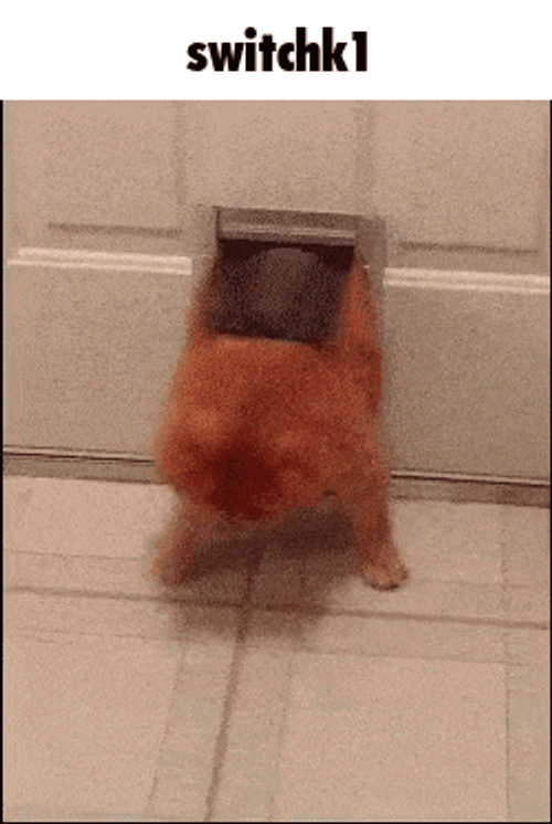 Switchk1 Fat GIF