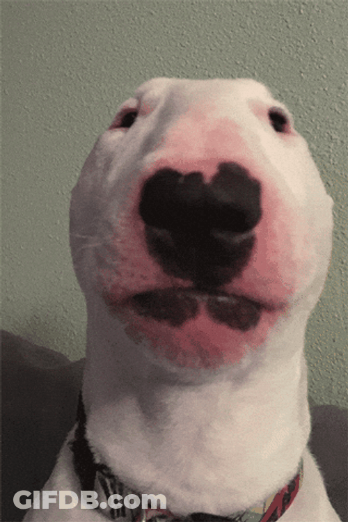 Swollen Face Dog Meme GIF
