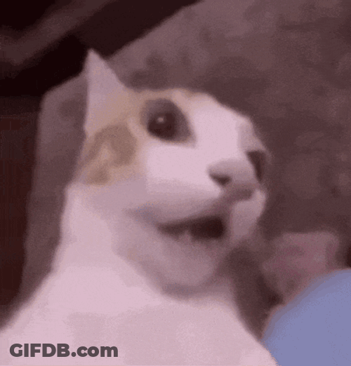 Sylus Sylus Kitty GIF
