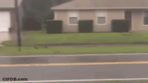 Sylvester Standing On Wooden Floor GIF