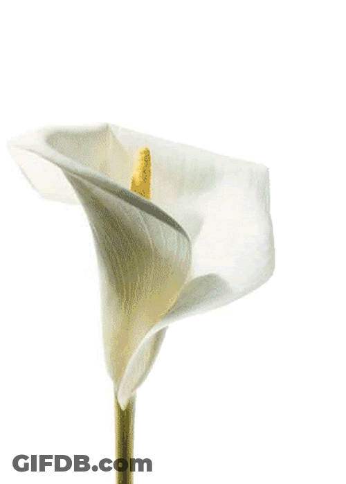 Sympathy White Lily Sorrow GIF