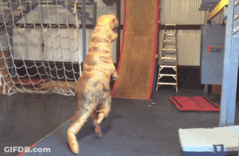 T-Rex Costume GIF