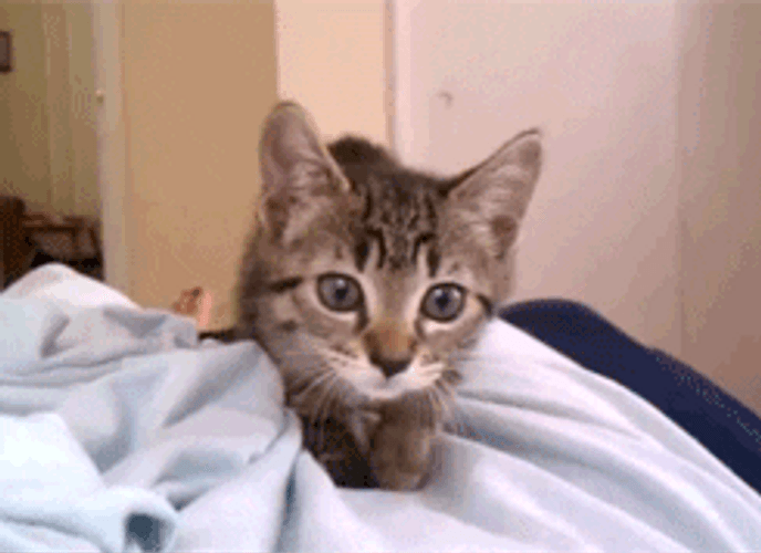 Tabby Cat Attack Fight GIF