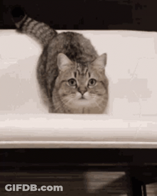 Tabby Cat Jumping GIF
