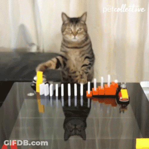 Tabby Cat Knocking Down Dominoes GIF