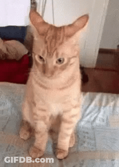 Tabby Cat Looking Up GIF
